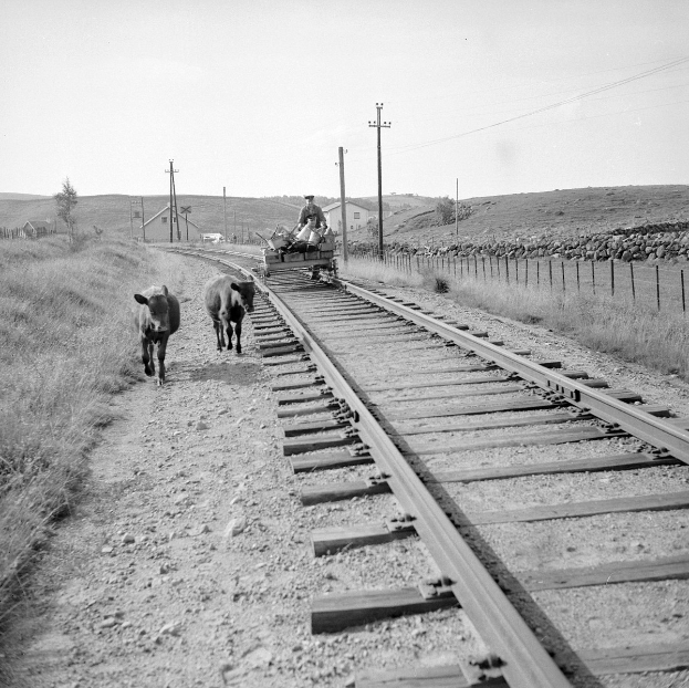Zwei schwarz-weiße Kühe laufen auf Bahngleisen mit einer Person auf einem Fahrzeug im Vordergrund, Gras und ein Zaun auf beiden Seiten und Häusern, Bäumen und Masten im Hintergrund und dem Himmel.