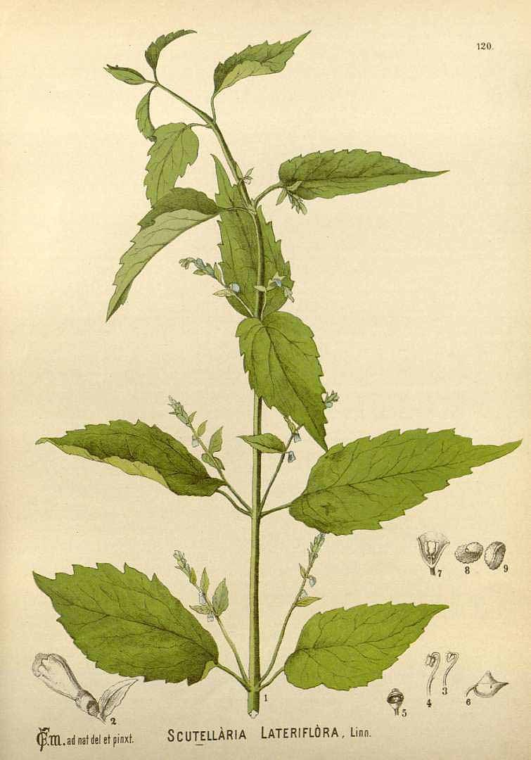 An old book page featuring a drawing of Scutellaria lateriflora with green leaves and flowers, accompanied by additional plant-related images and text.