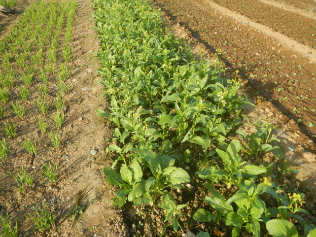 Ein Sojabohnenfeld mit grünen Pflanzen unter einem hellblauen Himmel.