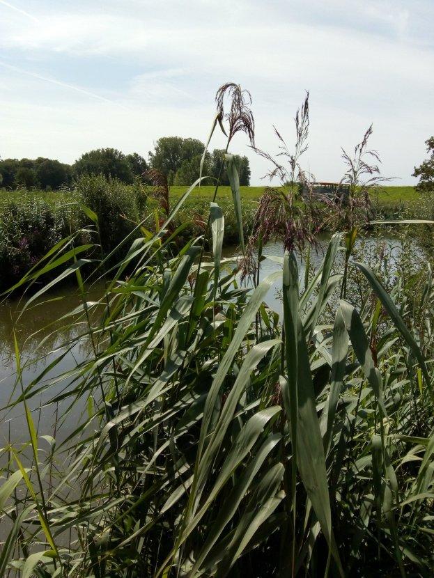 Ein friedlicher Wasserlauf, umgeben von hohem Gras und Bäumen unter einem bewölkten Himmel, mit dem stillen Wasser, das die Szene darüber spiegelt.