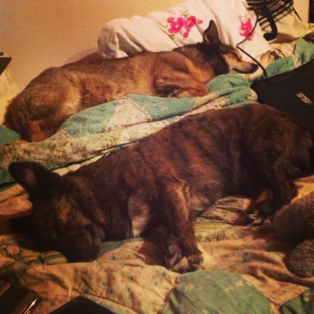 Zwei Hunde auf einem Tuch mit verschiedenen Gegenst√§nden, mit einer Wand im Hintergrund.