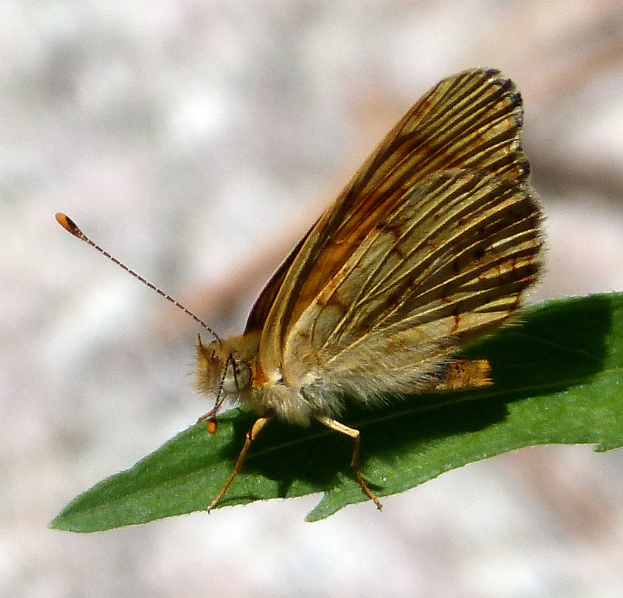 Ein Schmetterling mit sichtbaren Flügeln ruht auf einem grünen Blatt, mit einem unscharfen Hintergrund.