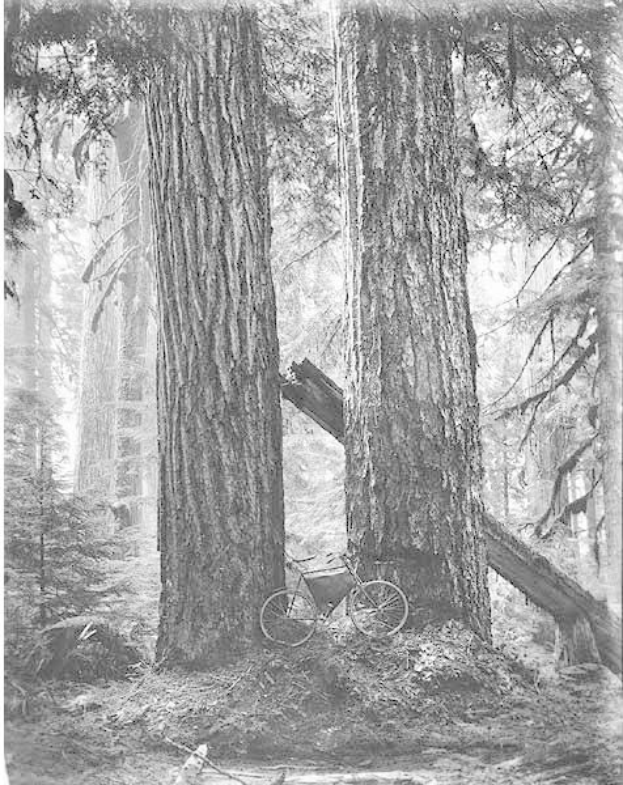 Schwarzes und weißes Foto eines Fahrrads, das auf dem Waldboden inmitten hoher Rotbuchen geparkt ist, umgeben von Sonnenstrahlen, die durch die Zweige scheinen.