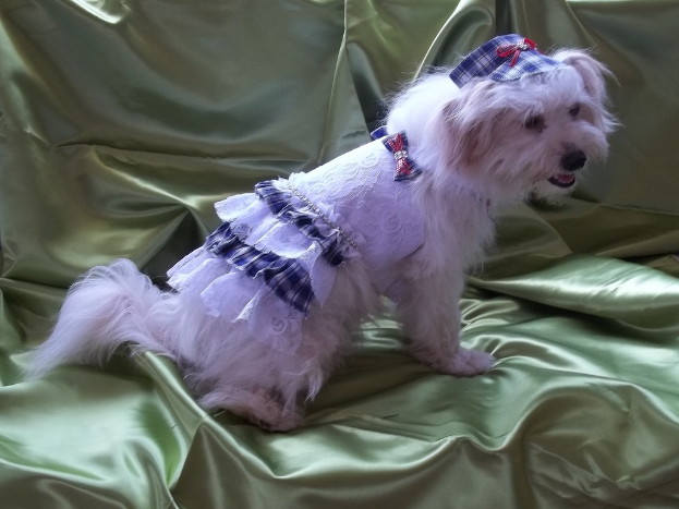 Ein Hund mit Kostüm sitzt auf einem Stück Stoff.