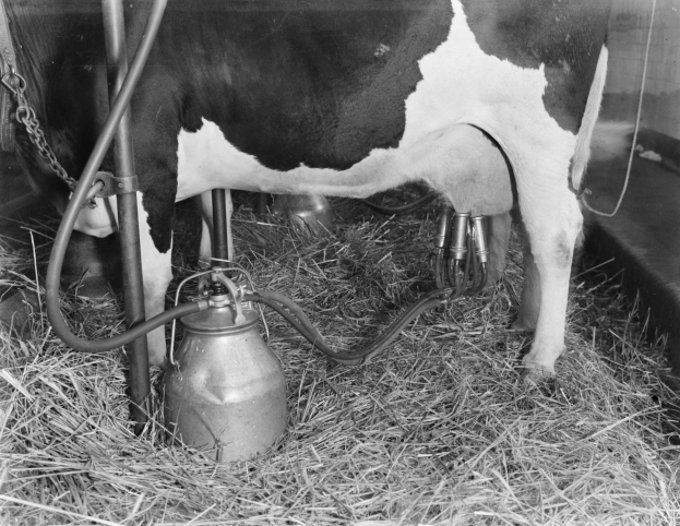 Eine schwarz-weiße Kuh in einem Stall mit Gras und Melkmaschine