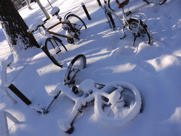 Viele Fahrräder teilweise von Schnee bedeckt stehen neben einem Baumstamm und einer Straße.