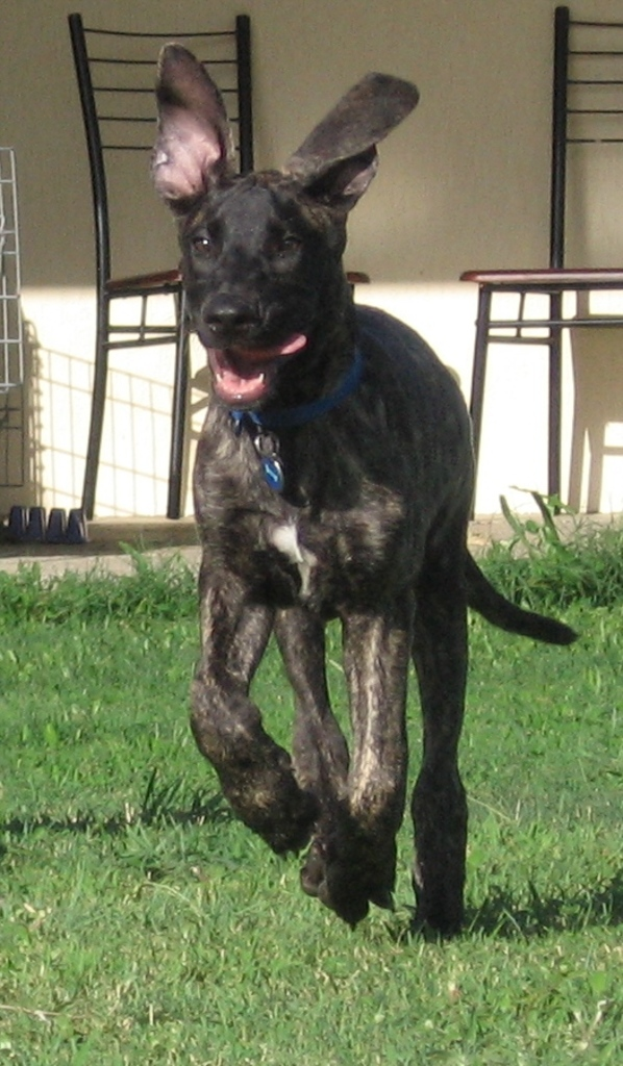 Ein schwarzer Hund mit einer blauen Halsbinde rennt auf Gras, mit Stühlen und einer Wand im Hintergrund.