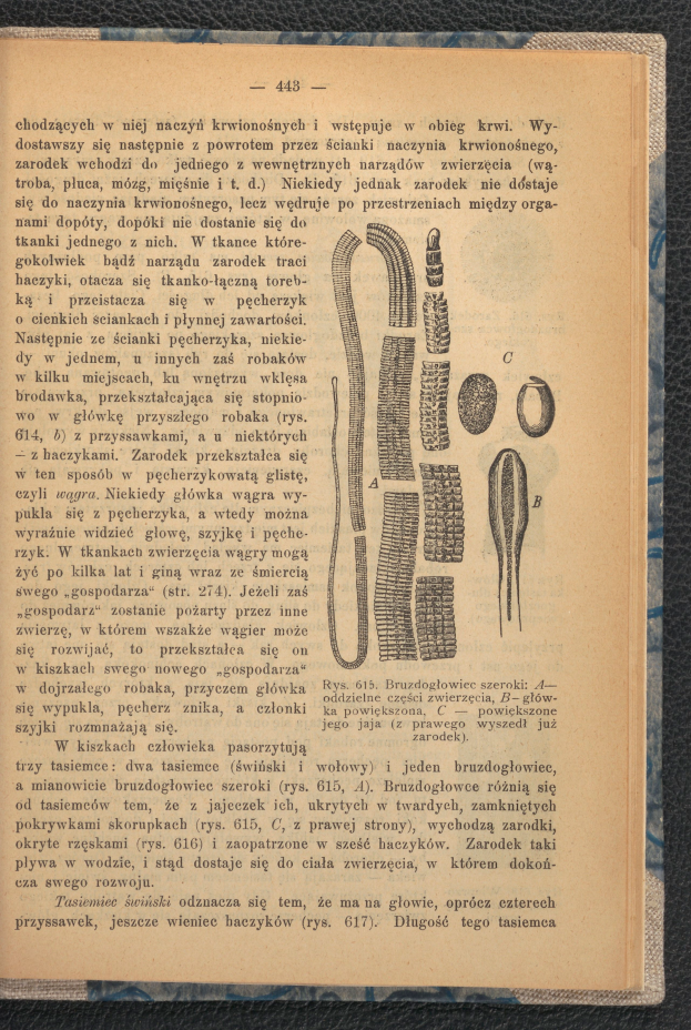 Ein aufgeschlagenes Buch mit einer Zeichnung eines Wurms auf der Seite, das Text und Bilder über den Wurm zeigt.