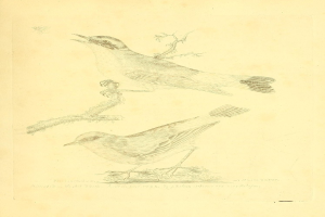 Eine Zeichnung einer Taube, die auf einem Stiel sitzt, mit Text am unteren Bildrand.