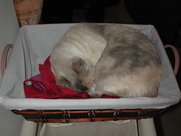 Eine Katze, die in einem Korb liegt.