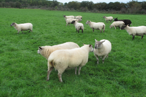 Schafe auf der Wiese mit Bäumen, Pflanzen und Himmel im Hintergrund