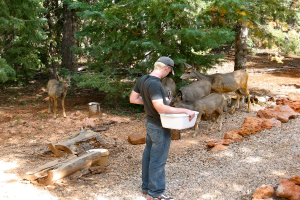 Eine Person hält einen Korb in den Vordergrund, mit Rehen dahinter und Bäumen im Hintergrund, während Steine, Sand und hölzerne Stämme am Boden der Aufnahme zu sehen sind.
