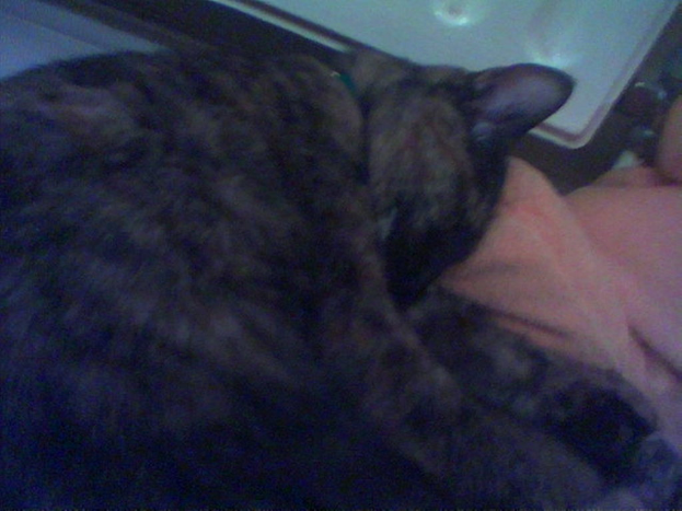 Eine Katze ist im Vordergrund positioniert mit einem Stück Stoff am Boden des Bildes.