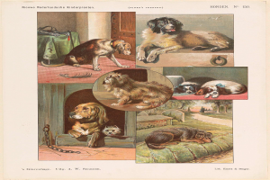 Eine Buchseite mit verschiedenen Hundewelpen und begleitendem Text, der ihre Eigenschaften beschreibt.