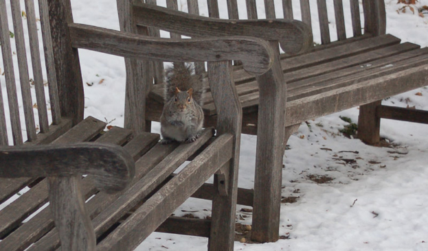 Zwei Bänke mit einem Eichhörnchen auf der vorderen, vor einem verschneiten Hintergrund.