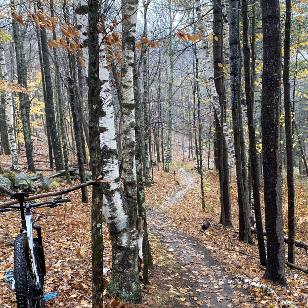 Ein Mountainbike auf einem von Bäumen umgebenen Trail geparkt, umgeben von Blättern auf dem Boden und einem sichtbaren Himmel im Hintergrund.