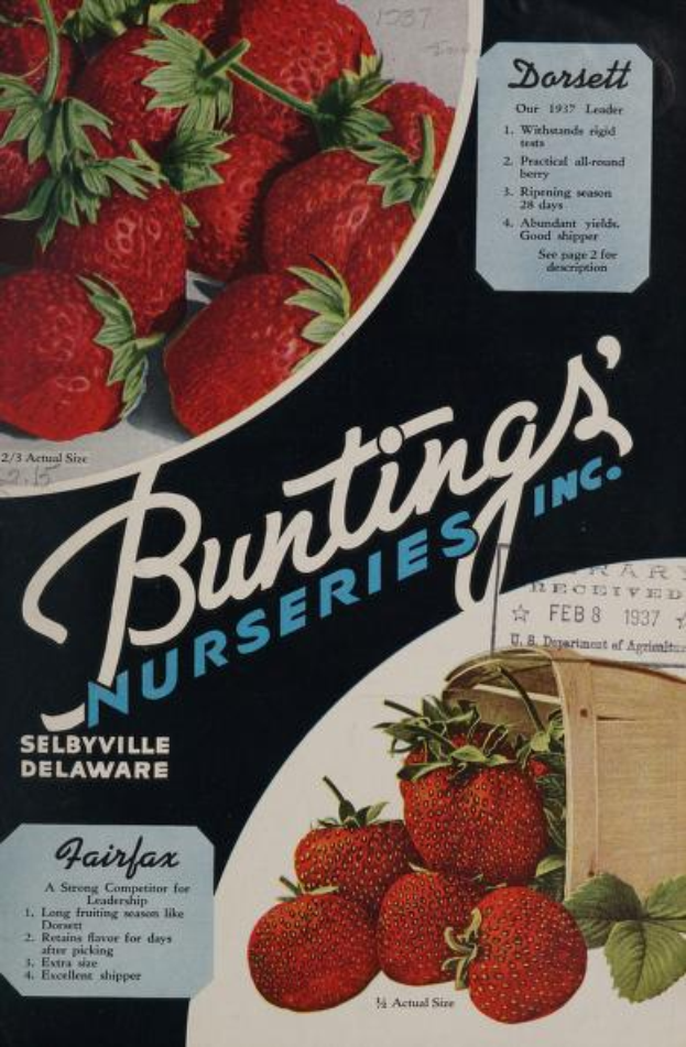 Eine Werbung aus dem Jahr 1937 für Bunting's Nurseries, Inc., die einen überquellenden Korb mit reifen, roten Erdbeeren zeigt, mit dem Namen des Unternehmens in fetter, weißer Schrift, vor einem gedämpften Farbpalett von Blautönen, Grüntönen und Gelbtönen.