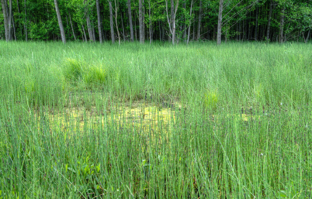 Ein landwirtschaftlicher Hof mit Bäumen im oberen Bildbereich.