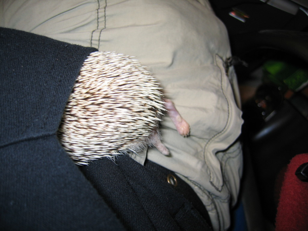 Ein Tier befindet sich in der Tasche einer Person.