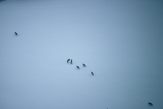 Eine verschneite Landschaft mit Wölfen in der Mitte, einer unten rechts und einer oben links.