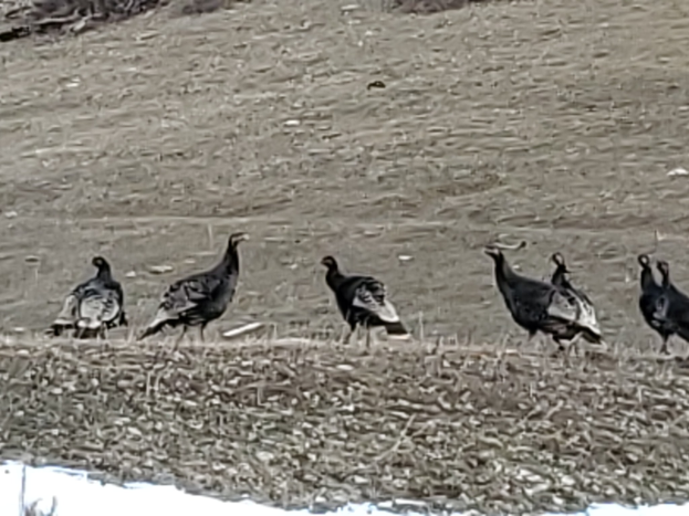 Wild turkeys stehen in einer Reihe auf einem schneebedeckten Feld, ihre Federn vom kalten Wind zerzaust.