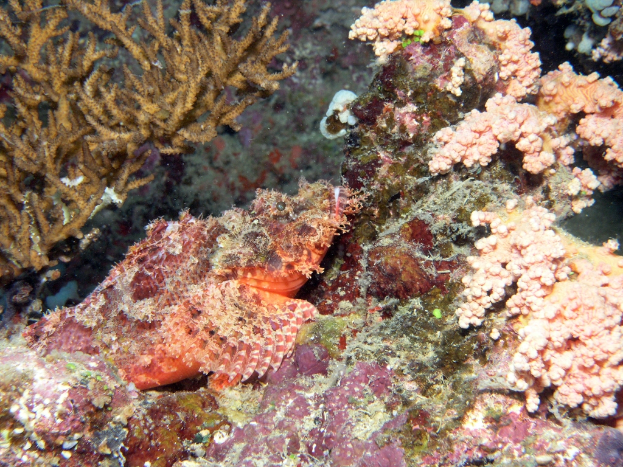 Mehrere See-Pflanzen sind zu sehen, mit verschiedenen Grün- und Brauntönen, untergetaucht im Wasser.