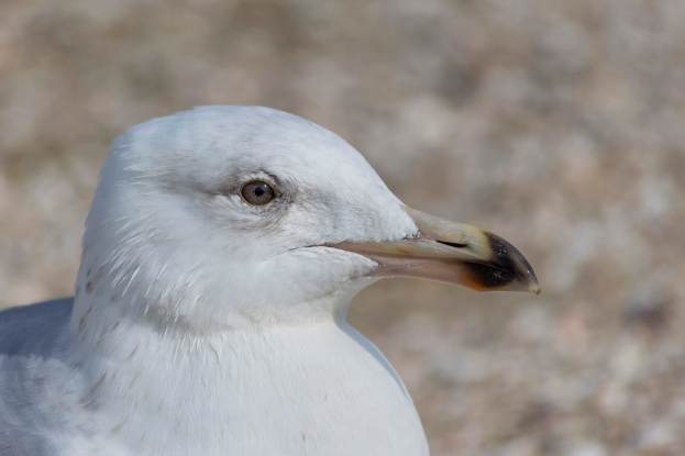 Eine Nahaufnahme eines Vogels.