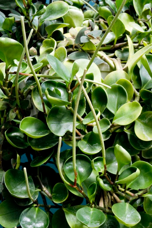 Eine Wasserpflanze mit breiten, grünen Blättern, die auf der Oberfläche eines Gewässers schwimmen.