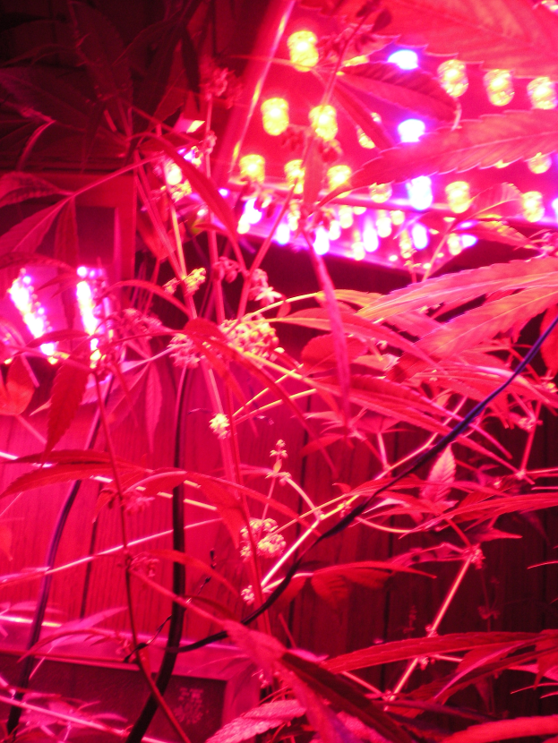 Ein Cannabis-Pflanze, die in einem Raum mit roter Beleuchtung und einer Wand im Hintergrund wächst.