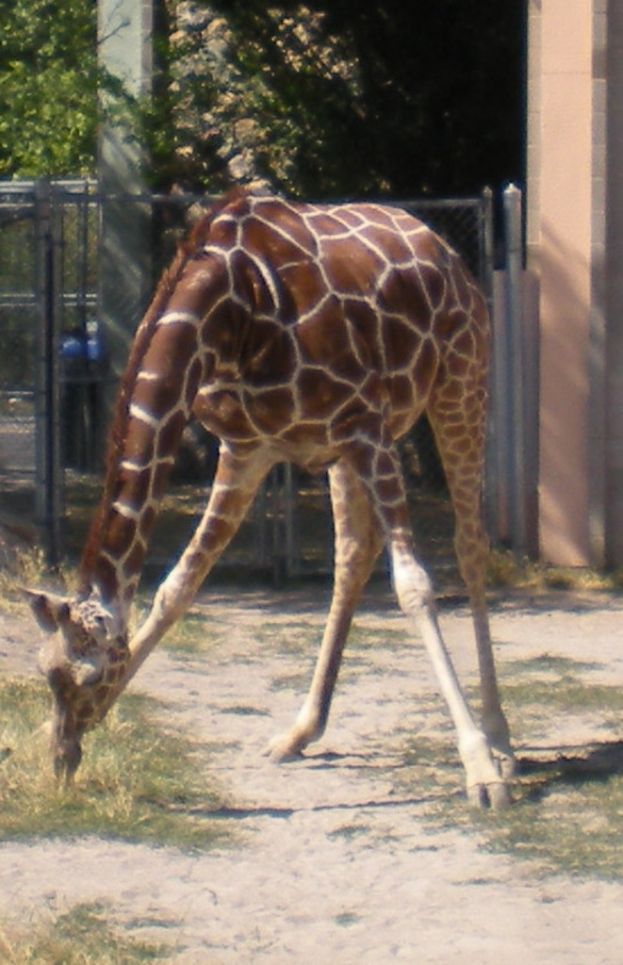 Eine Giraffe steht und frisst Gras auf dem Boden, mit einem Zaun, Pfahl und Bäumen im Hintergrund.