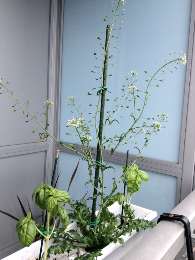 Ein Blumentopf auf einem Balkon eines Gebäudes.