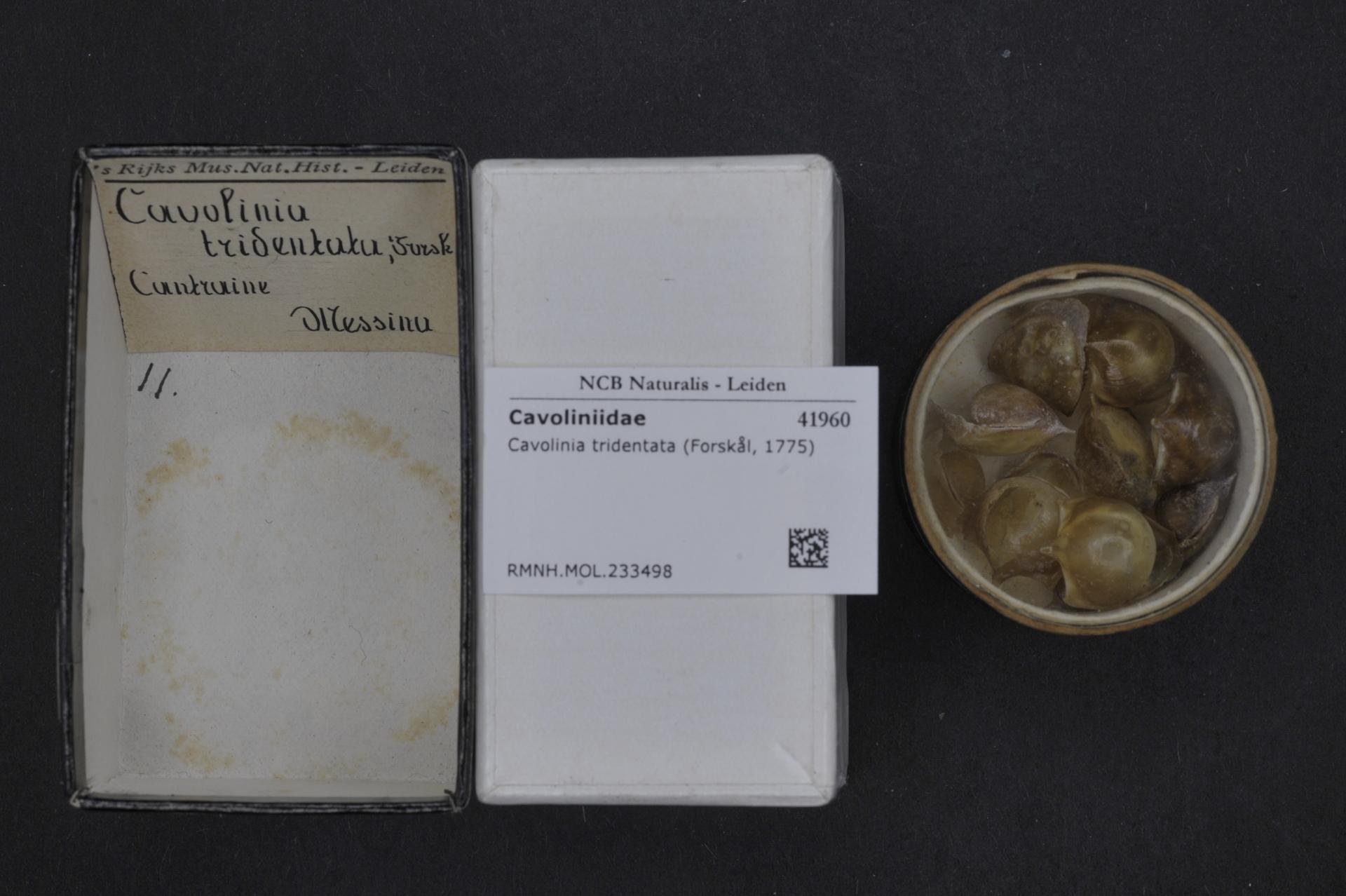Eine Box mit der Aufschrift "Cavoliniidae Tridentata Forskål", eine Art Süßwassermuschel, neben einer Schale mit Muscheln auf einer schwarzen Oberfläche.