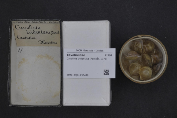 Eine Box mit der Aufschrift "Cavoliniidae Tridentata Forskål", eine Art Süßwassermuschel, neben einer Schale mit Muscheln auf einer schwarzen Oberfläche.