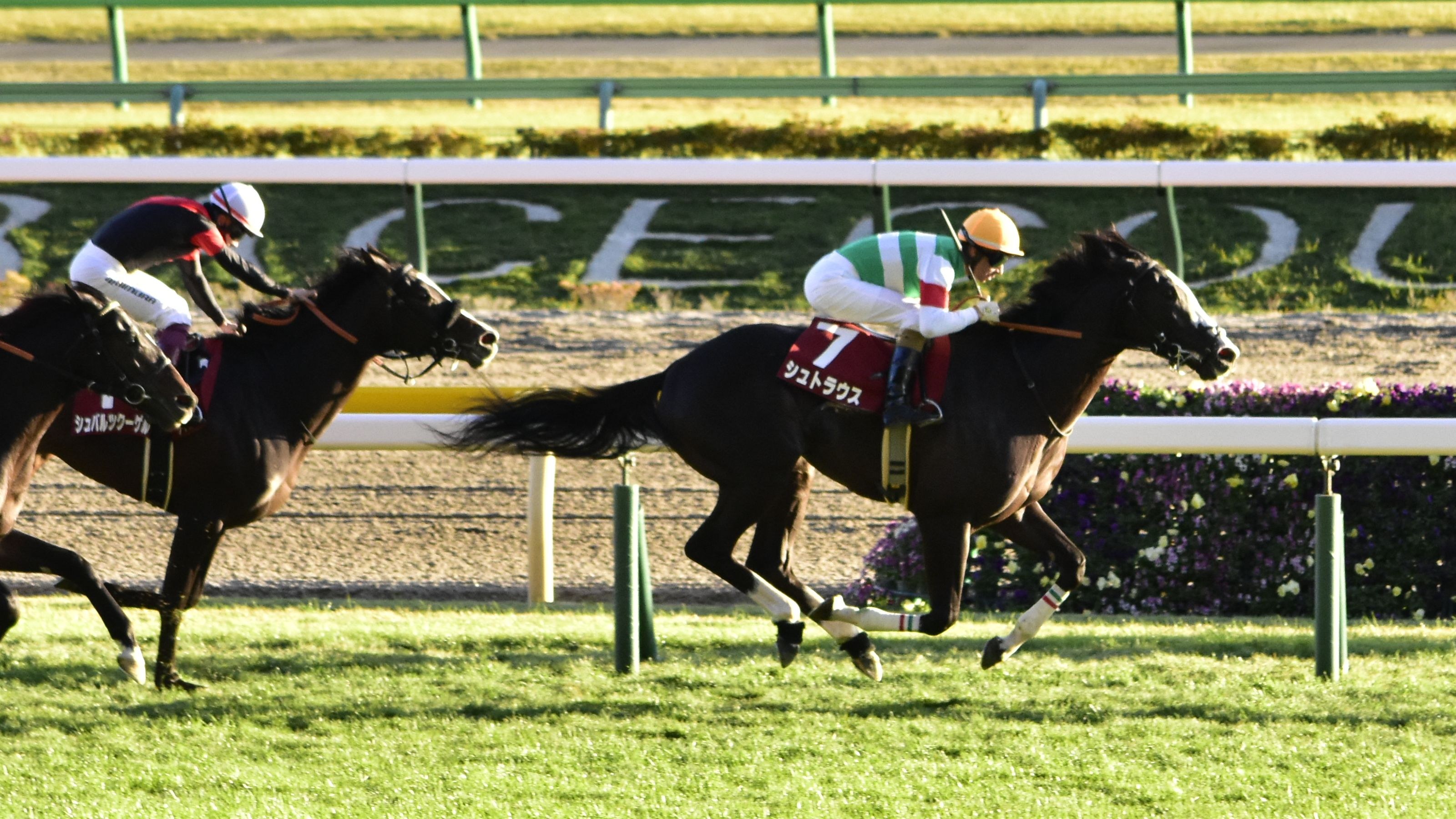 Zwei Jockeys auf Pferden, die eine Rennbahn entlanggaloppieren, mit Helmen, umgeben von Grün, mit einer Absperrung und einer Texttafel im Hintergrund.