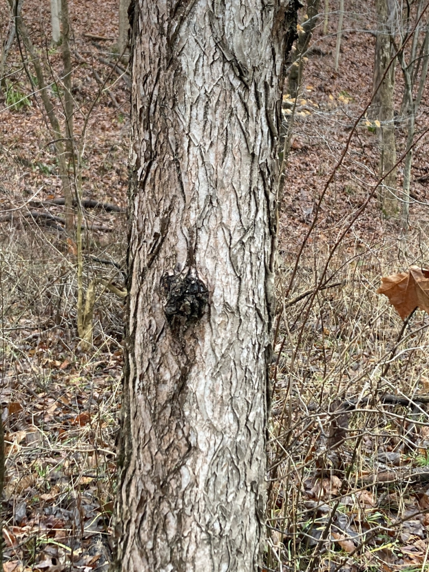 Eine schwarze Pappel im Wald mit einem kleinen Loch im Stamm, umgeben von anderen Bäumen und trockenen Blättern am Boden.
