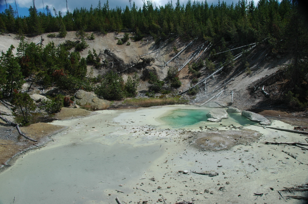 Eine dichte Gruppe grüner Bäume mit einem Wasserlauf im Vordergrund.