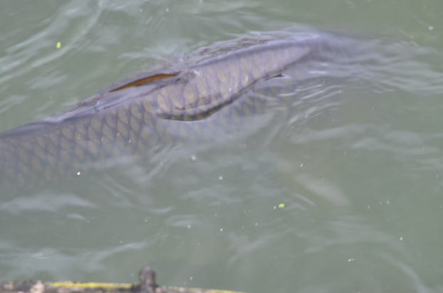 Großer Stör schwimmt in der Nähe eines Stegs, mit einem unbestimmten Objekt am Boden des Bildes.