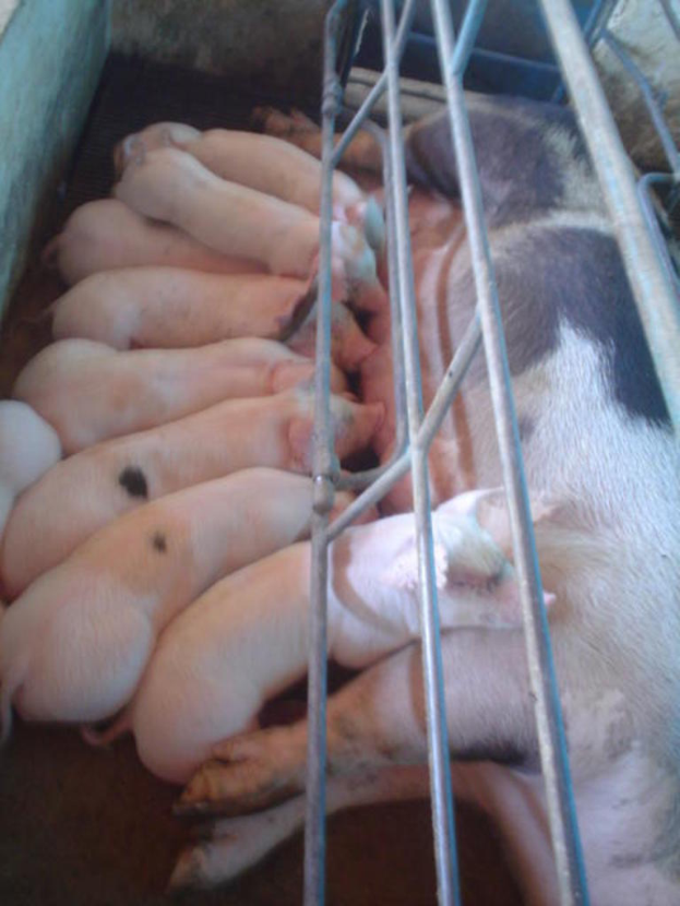 Ein Schwein liegt auf dem Boden mit mehreren Ferkeln daneben, alle auf dem Boden.