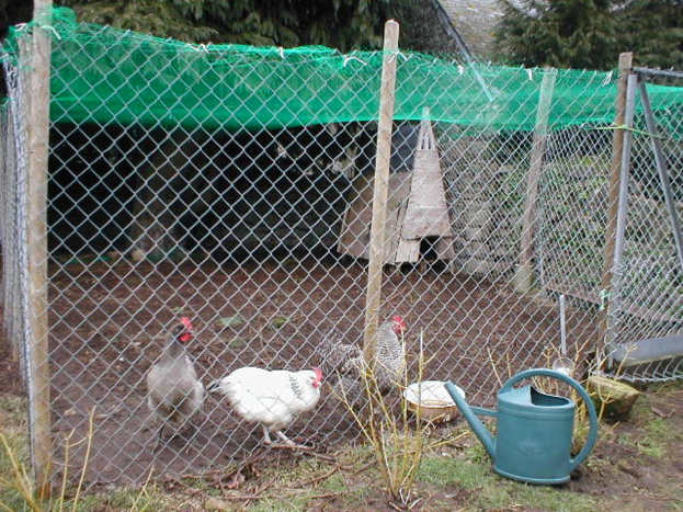 Drei Hühner auf dem Boden vor einem Zaunrost und einem grauen Wasserkanister, mit einer grünen Hütte und Bäumen im Hintergrund.