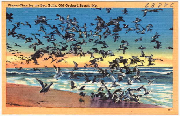 Ein Plakat mit V√∂geln, einige fliegen, mit einem Ozean, Boden und blauem Himmel auf der linken Seite, zusammen mit Text und Zahlen.