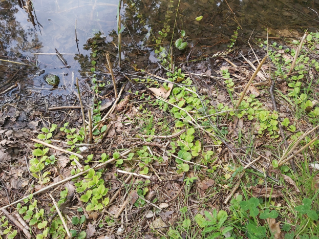 Ein kleiner Teich voller Wasserklaupflanzen, umgeben von Gras, trockenen Blättern und Zweigen, mit ruhigem und klarem Wasser, das die Umgebung spiegelt.