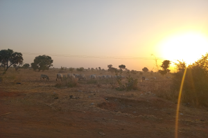 Eine Herde Rinder grast auf einem Schmutzfeld bei Sonnenuntergang, mit einem Himmel voller Oranges, Pinks und Purpurs, und die Sonne geht hinter dem Hintergrund unter, umgeben von Bäumen und Pflanzen.