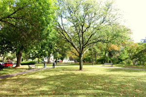 Ein Park mit einem großen zentralen Baum, umgeben von Gras und trockenen Blättern, mit Menschen, die spazieren gehen und Fahrrad fahren, Bänken, Fahrzeugen auf einer Straße, verschiedenen Pflanzen und Bäumen, Gebäuden und einem klaren blauen Himmel.