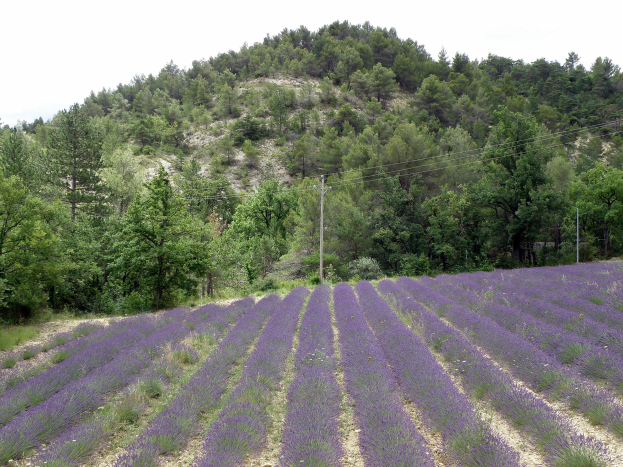 Ein vibrierendes Lavendelfeld in der Provence, Frankreich, mit lila Blüten in voller Blüte, grünen Bäumen und Pfählen mit Drähten unter einem blauen Himmel.