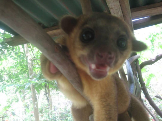 Ein Tier steht im Zentrum des Bildes, mit Bäumen im Hintergrund und einem Unterschlupf oben.