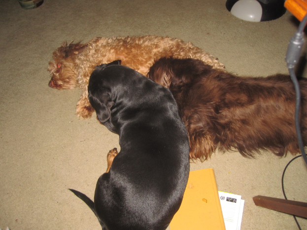 Drei Hunde auf dem Boden mit Papieren in der Nähe, ein schwarzes und weißes Objekt und ein Kabel auf der rechten Seite.