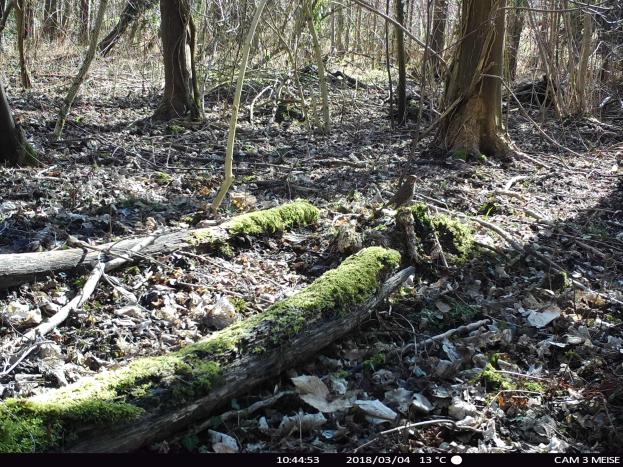 Ein umgestürzter Baum mit Moos darauf liegt in einem bewaldeten Gebiet mit vielen umliegenden Bäumen und trockenen Blättern auf dem Boden, mit Text am unteren Bildrand.