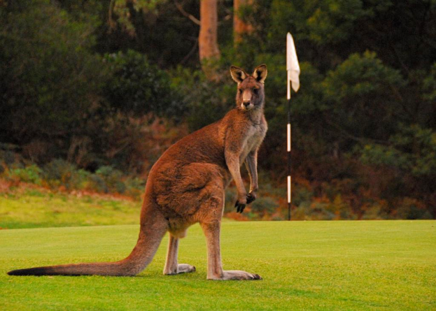 Ein Känguru mit einem langen Schwanz steht auf Gras mit Pflanzen und Bäumen im Hintergrund.