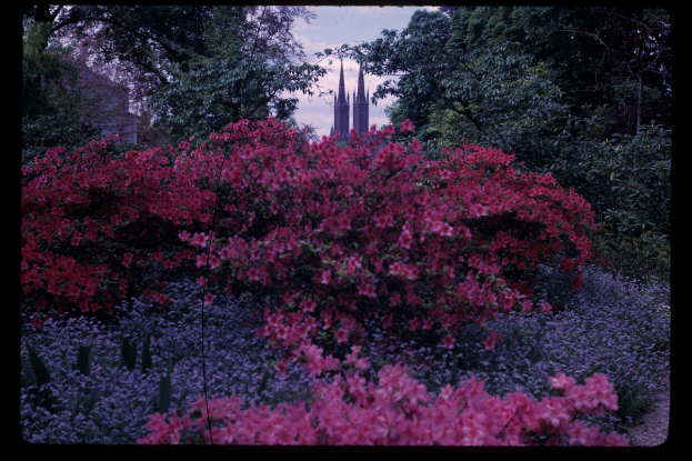 Blütenpflanzen im Fokus mit großen Gebäuden in der Mitte und Bäumen auf beiden Seiten.