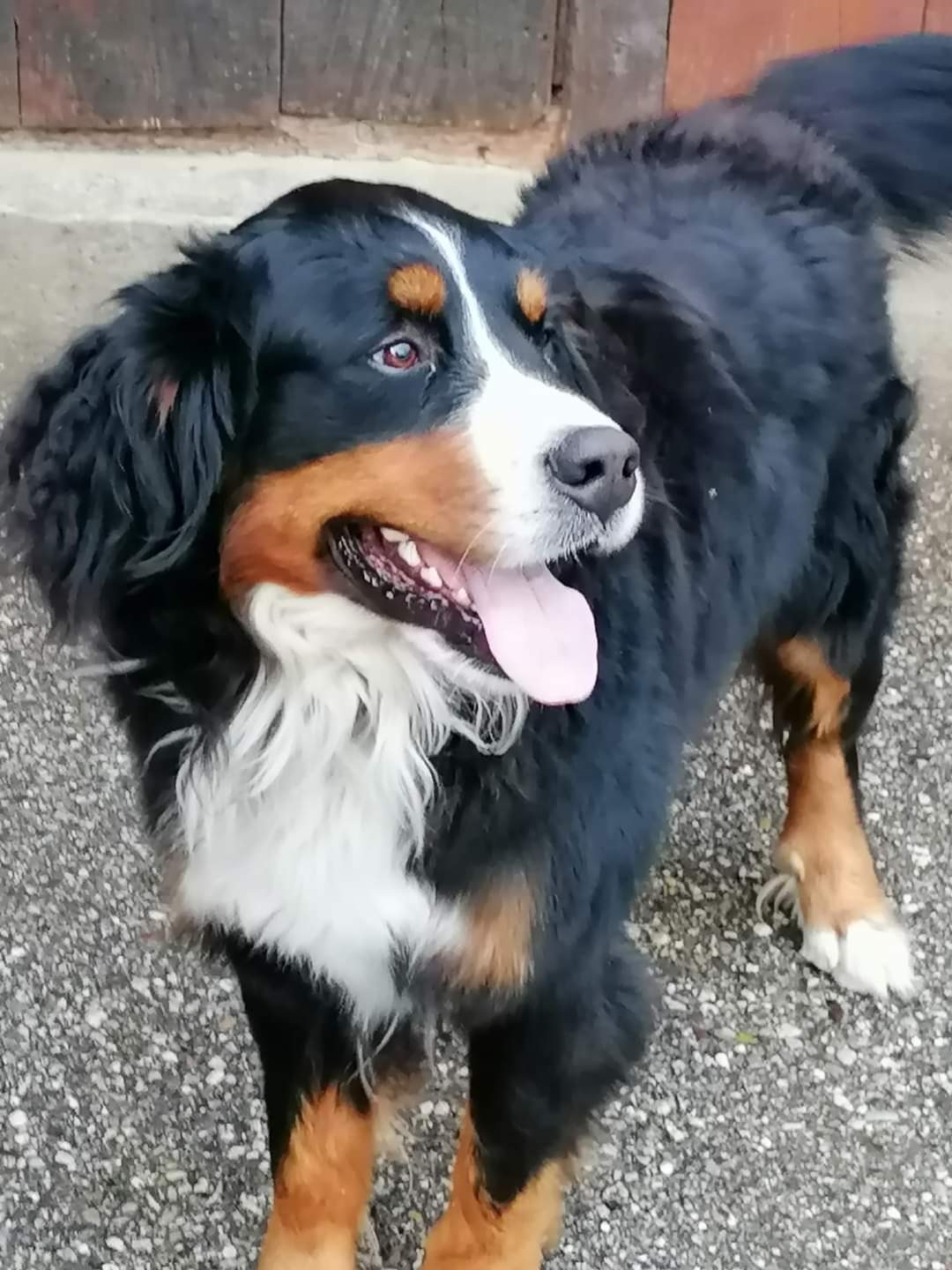 Ein Berner Sennenhund mit schwarzem, weissem und braunem gewellten Fell steht wachsam vor einer hölzernen Tür, die Ohren gespitzt und die Augen offen.